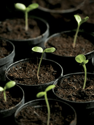 seedlings